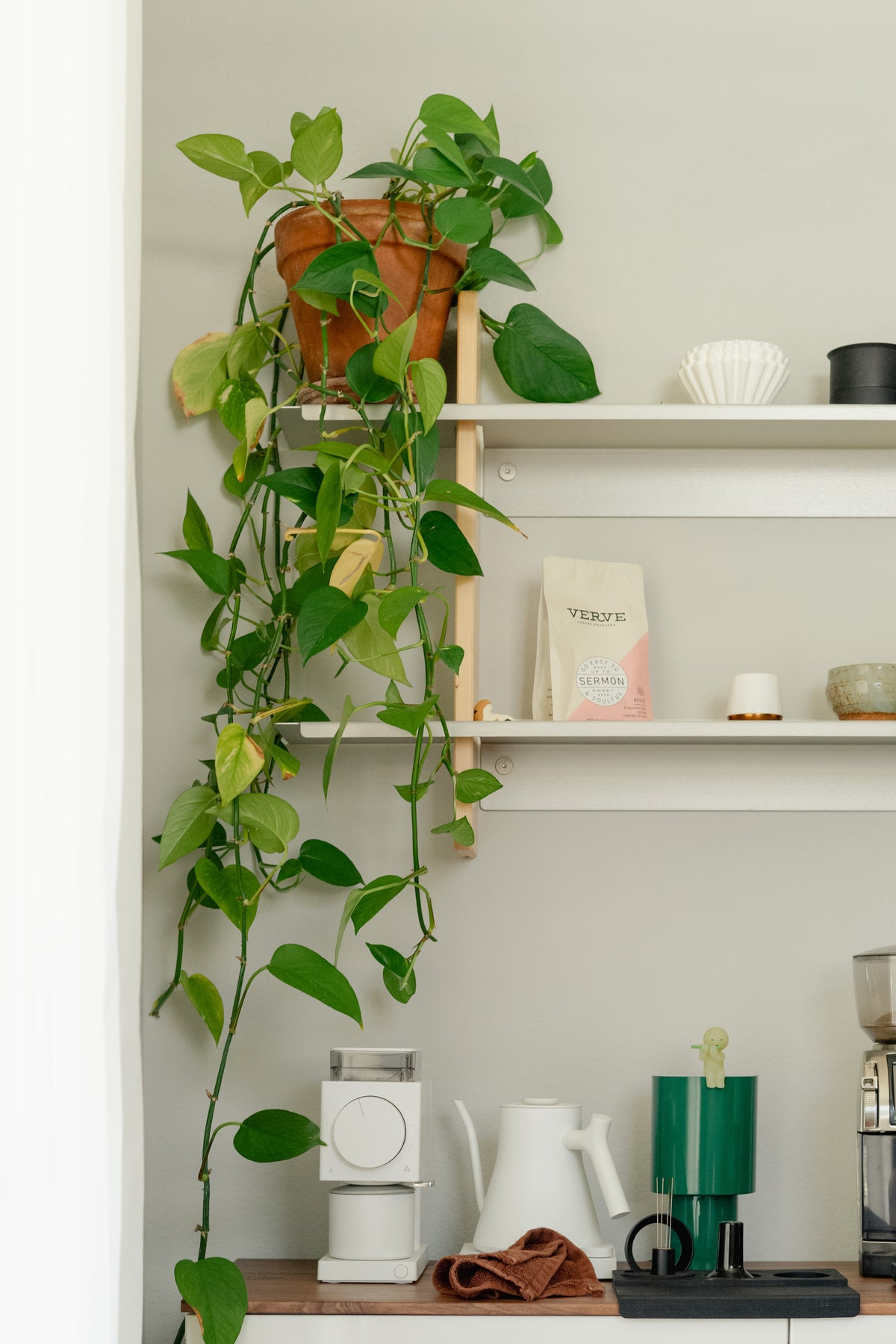 Coffee equipment arranged beneath shelving and a trailing plant